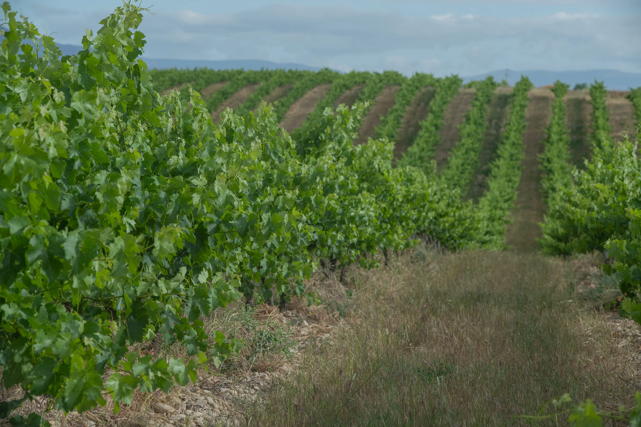 Foto 10 - Bodega y Vi&ntilde;edos Alconde