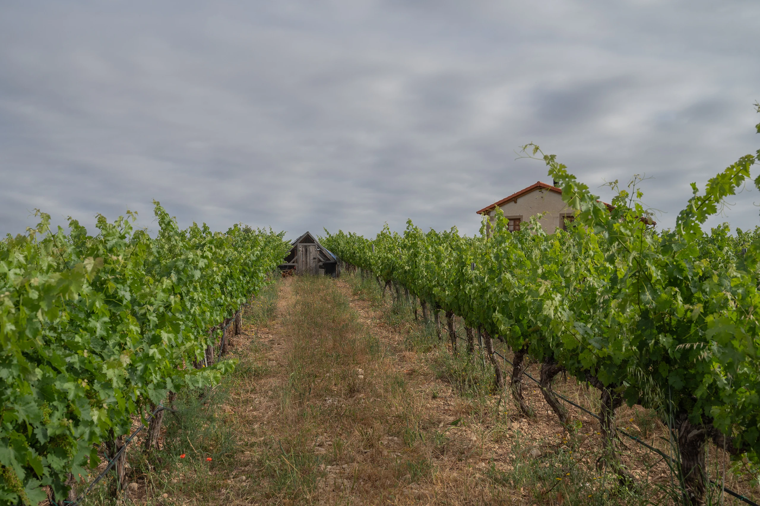 Foto 11 - Bodega y Vi&ntilde;edos Alconde