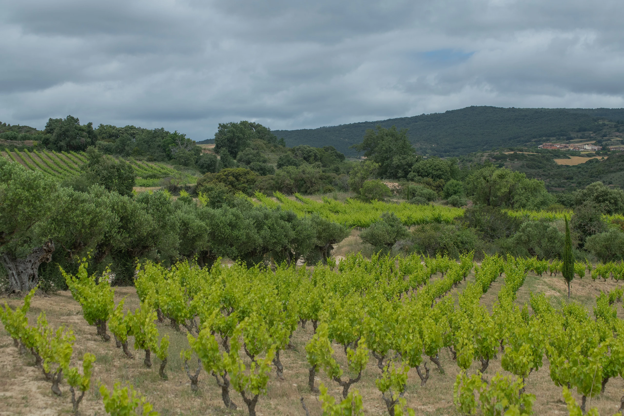 Foto 20 - Bodegas Emilio Valerio