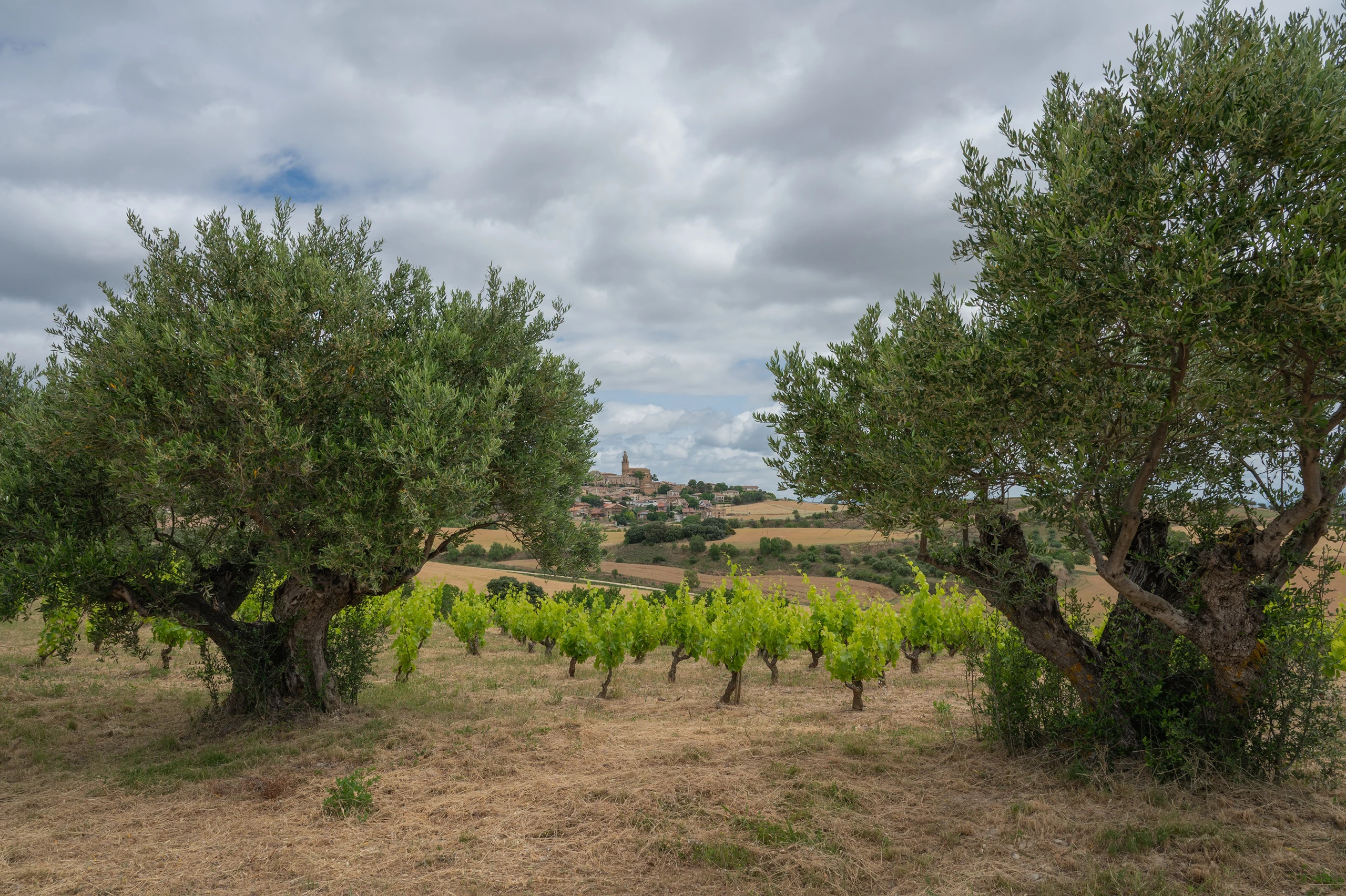 Foto 22 - Bodegas Emilio Valerio