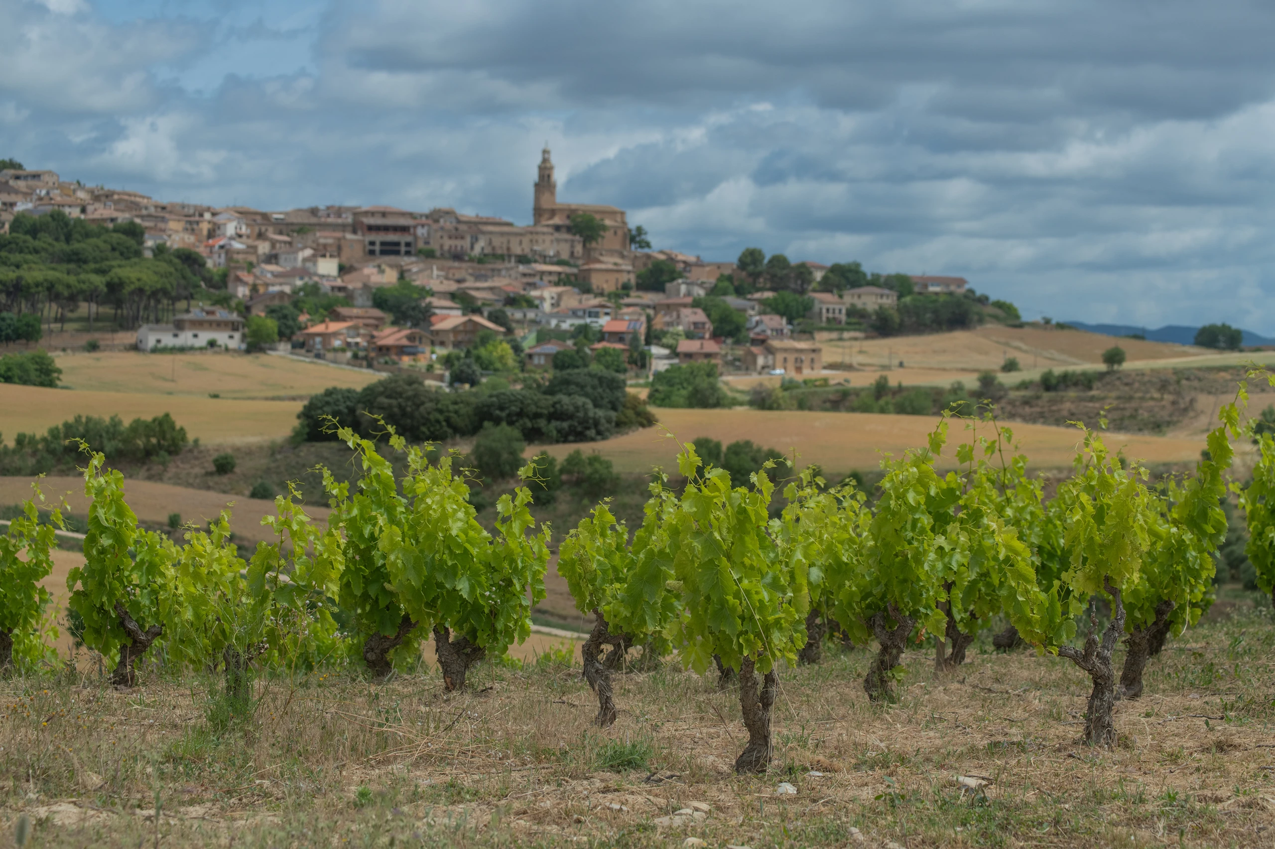 Foto 4 - Bodegas Emilio Valerio
