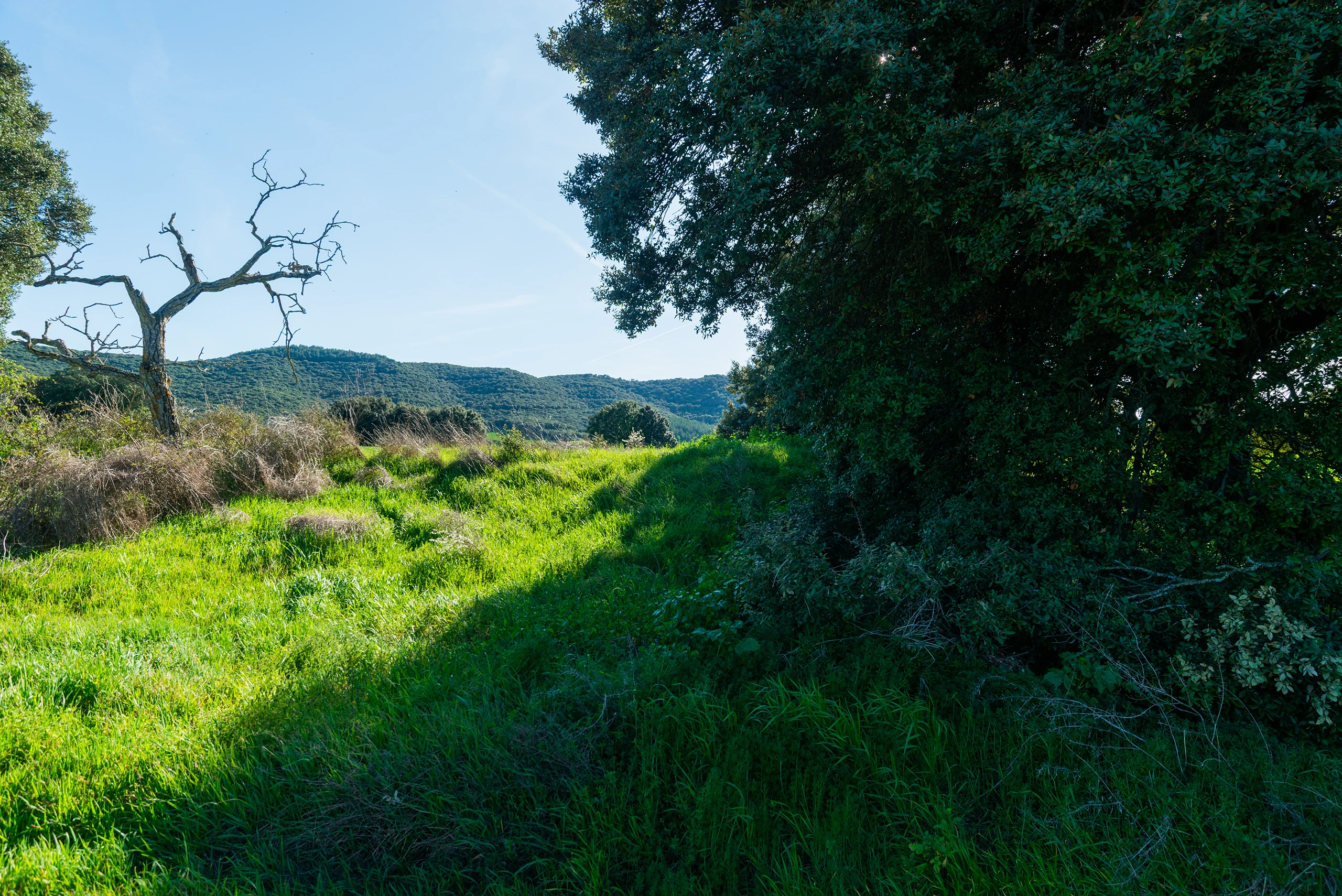 Una copa que define el paisaje