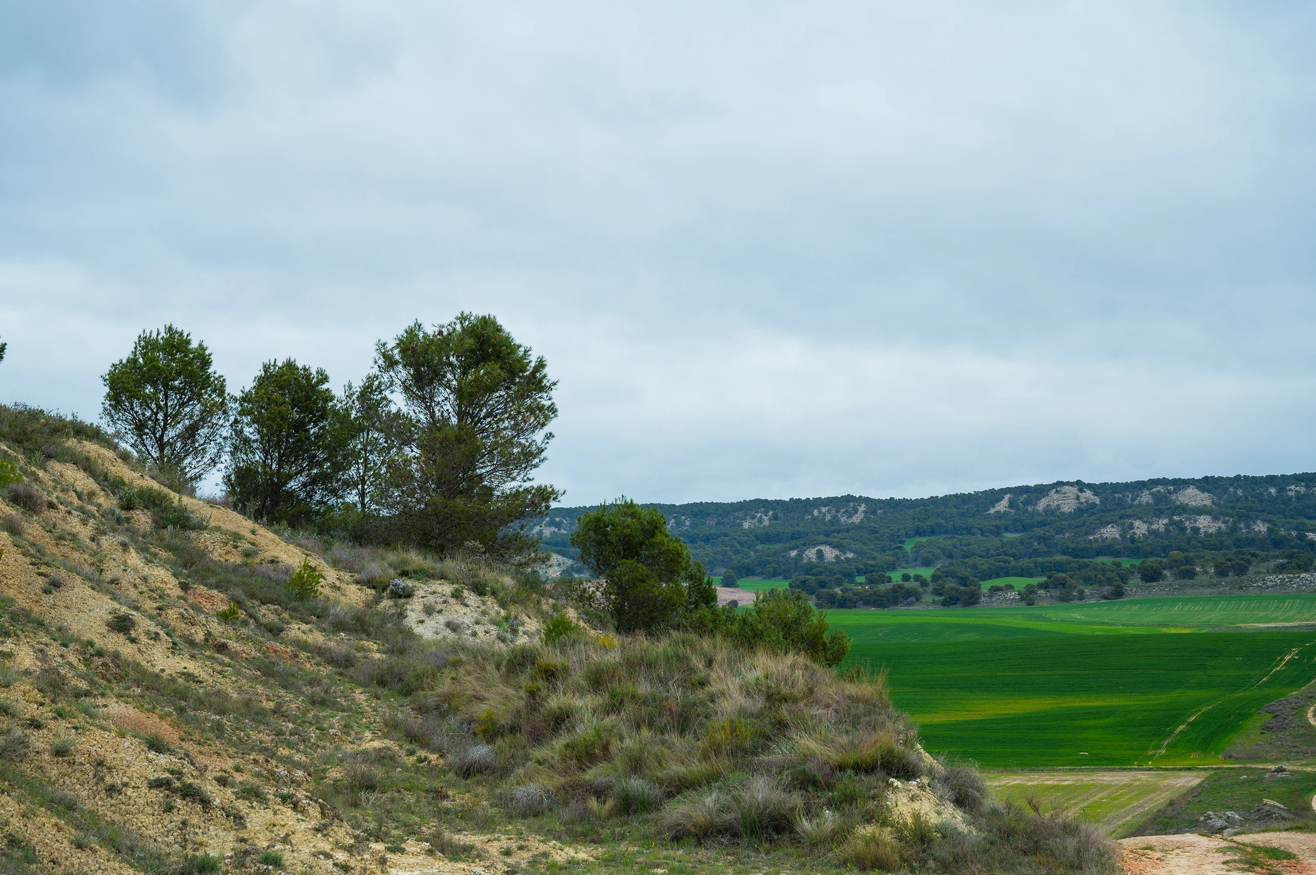 Pinares de Ler&iacute;n