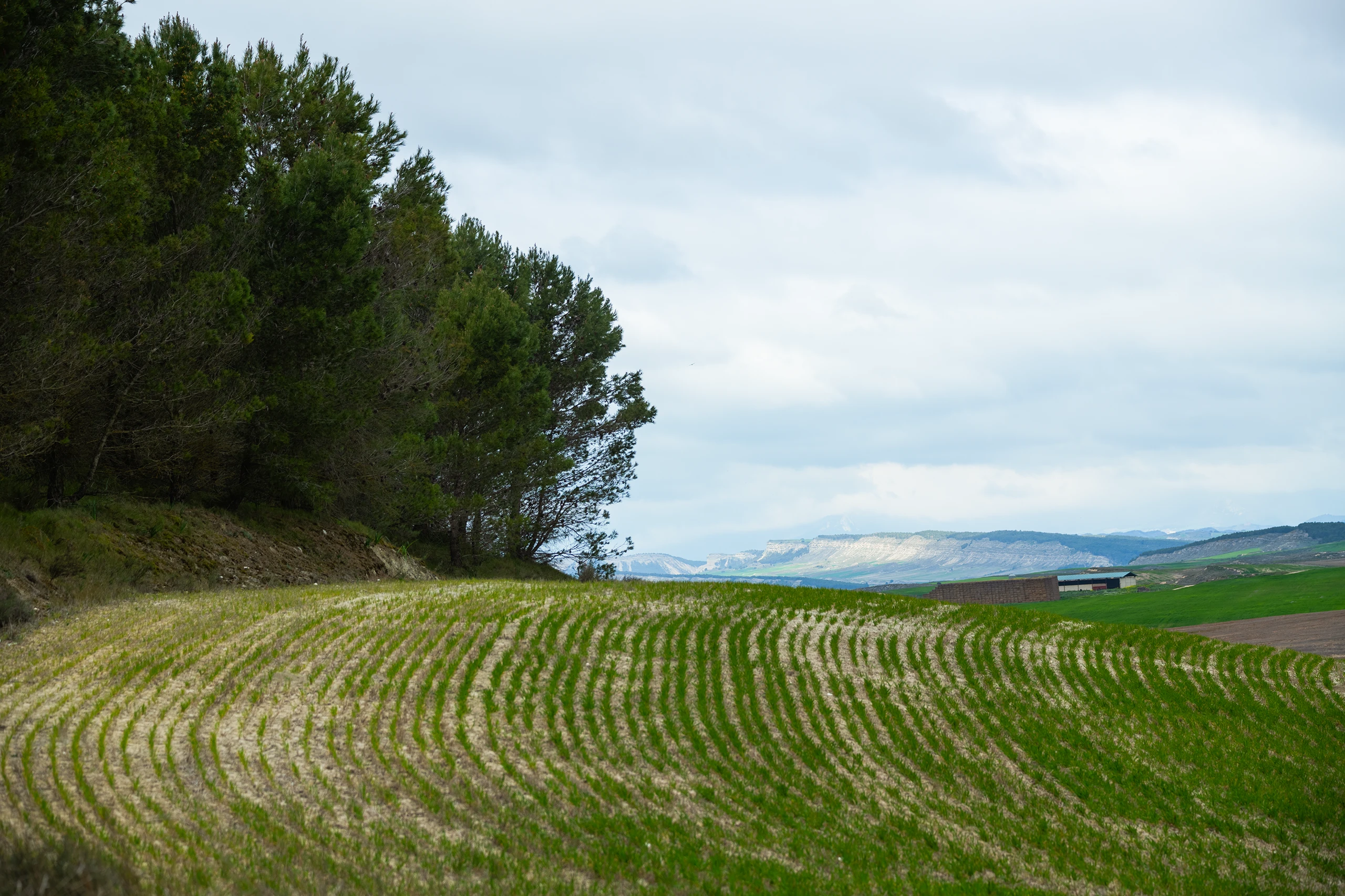 Foto 2 - Pinares de Ler&iacute;n